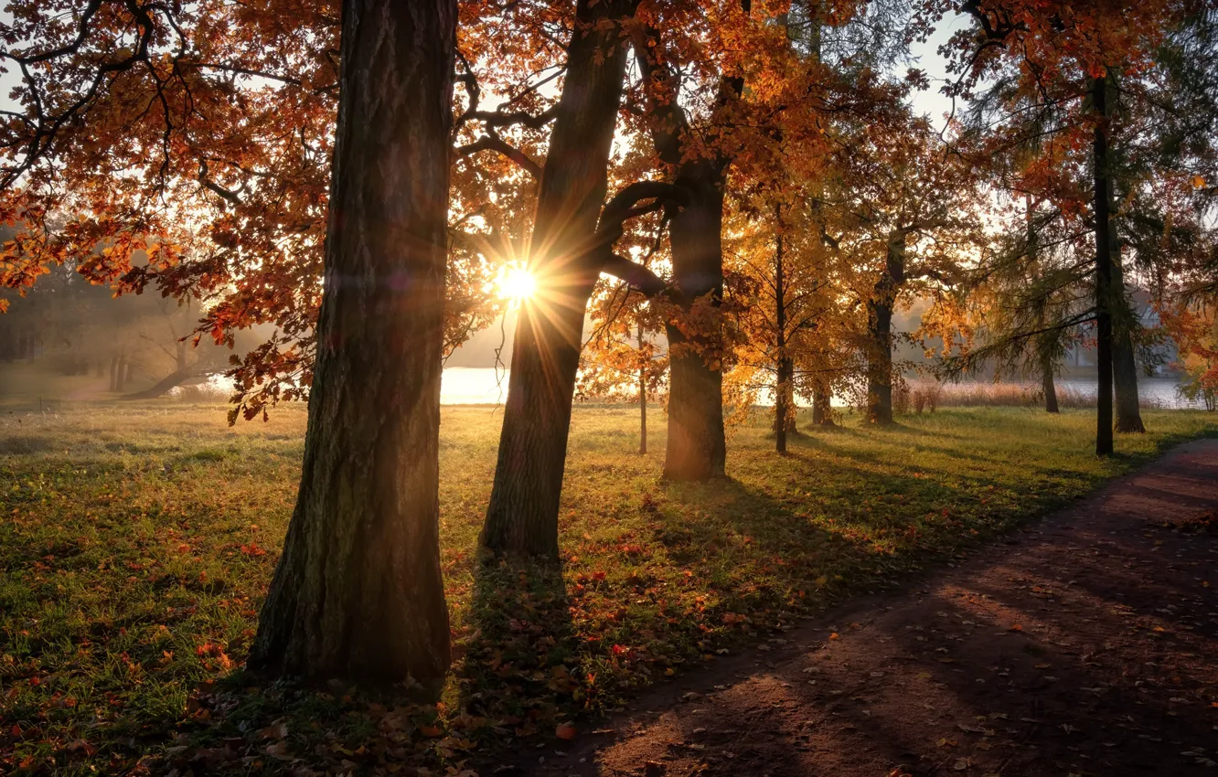 Фото обои осень, солнце, лучи, деревья, пейзаж, природа, пруд, парк