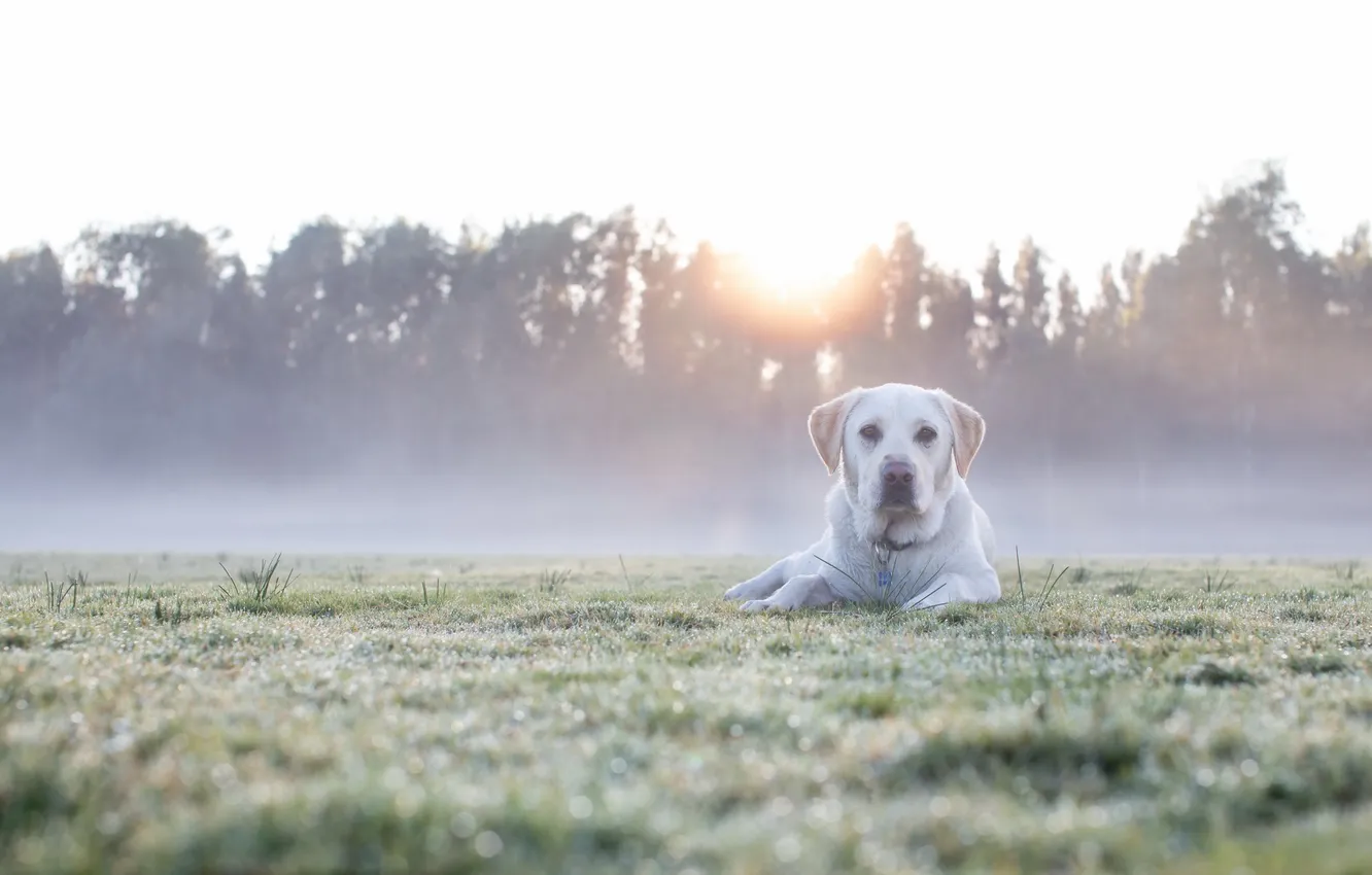 Фото обои поле, взгляд, свет, природа, туман, друг, собака, утро