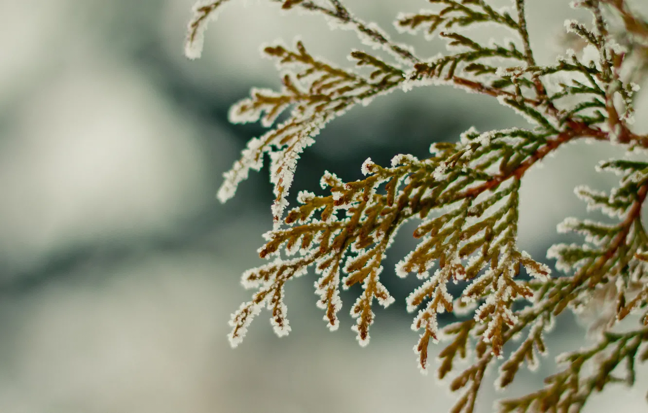 Фото обои зима, снег, ветки, hombre, winter2k10