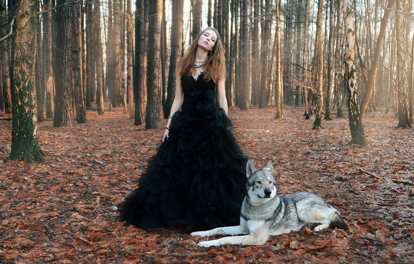 Фото обои лес, девушка, волк, Dance with the wolves