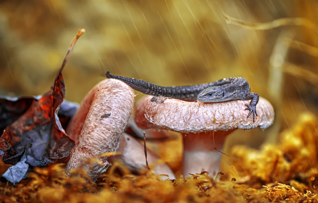 Фото обои листья, грибы, ящерица, хвост