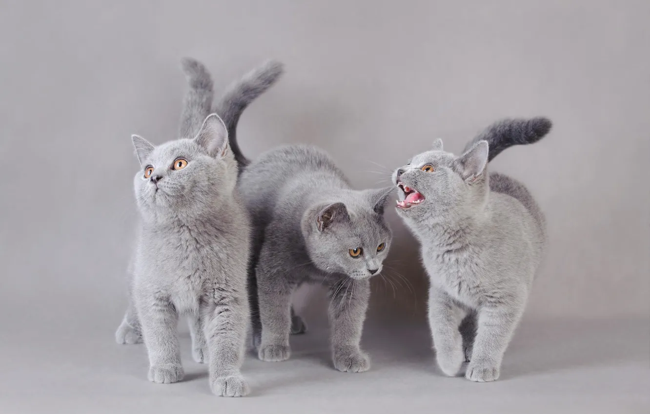 Фото обои кошки, котенок, фон, котята, серые, трио, фотосессия, три котенка