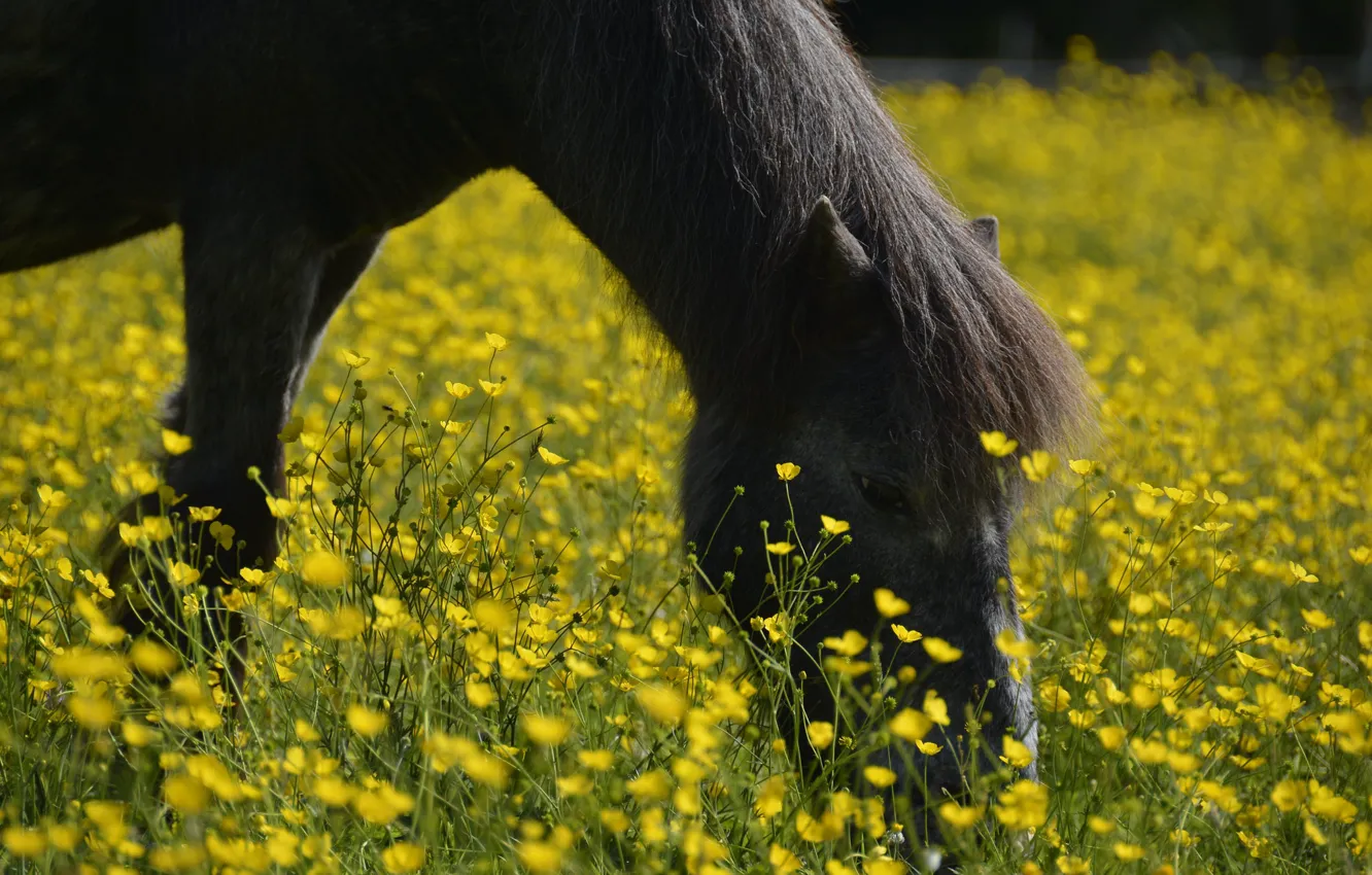 Фото обои морда, цветы, конь, поляна, лошадь, желтые, черная, пони