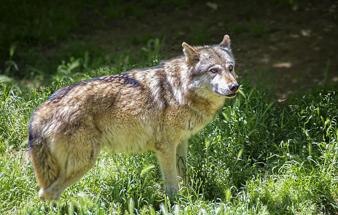 Фото обои nature, snow, predator, face, animal, wolf, wolves, wildlife