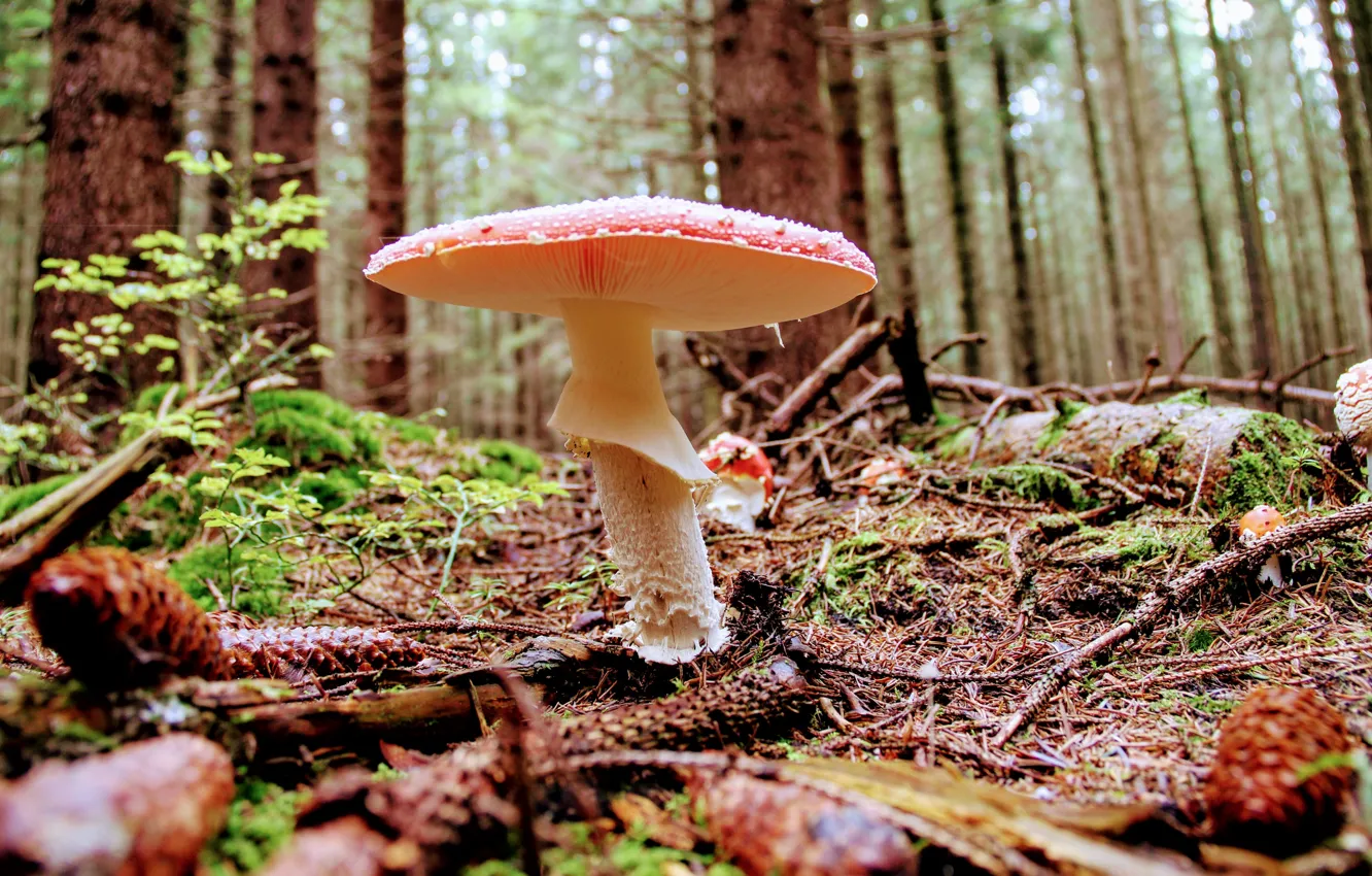 Фото обои forest, mushroom, cone, toadstool