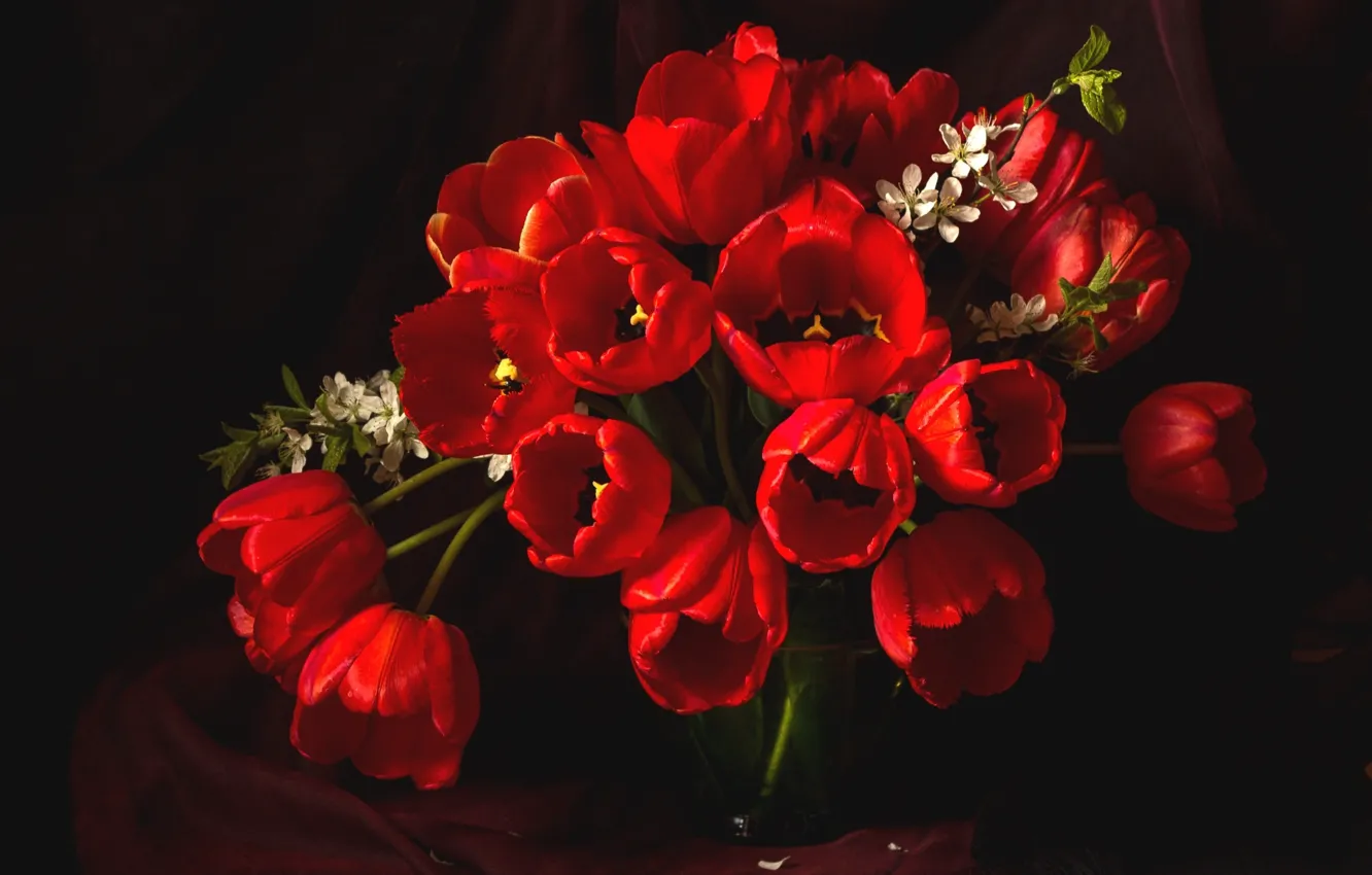 Фото обои красный, вишня, букет, тюльпаны
