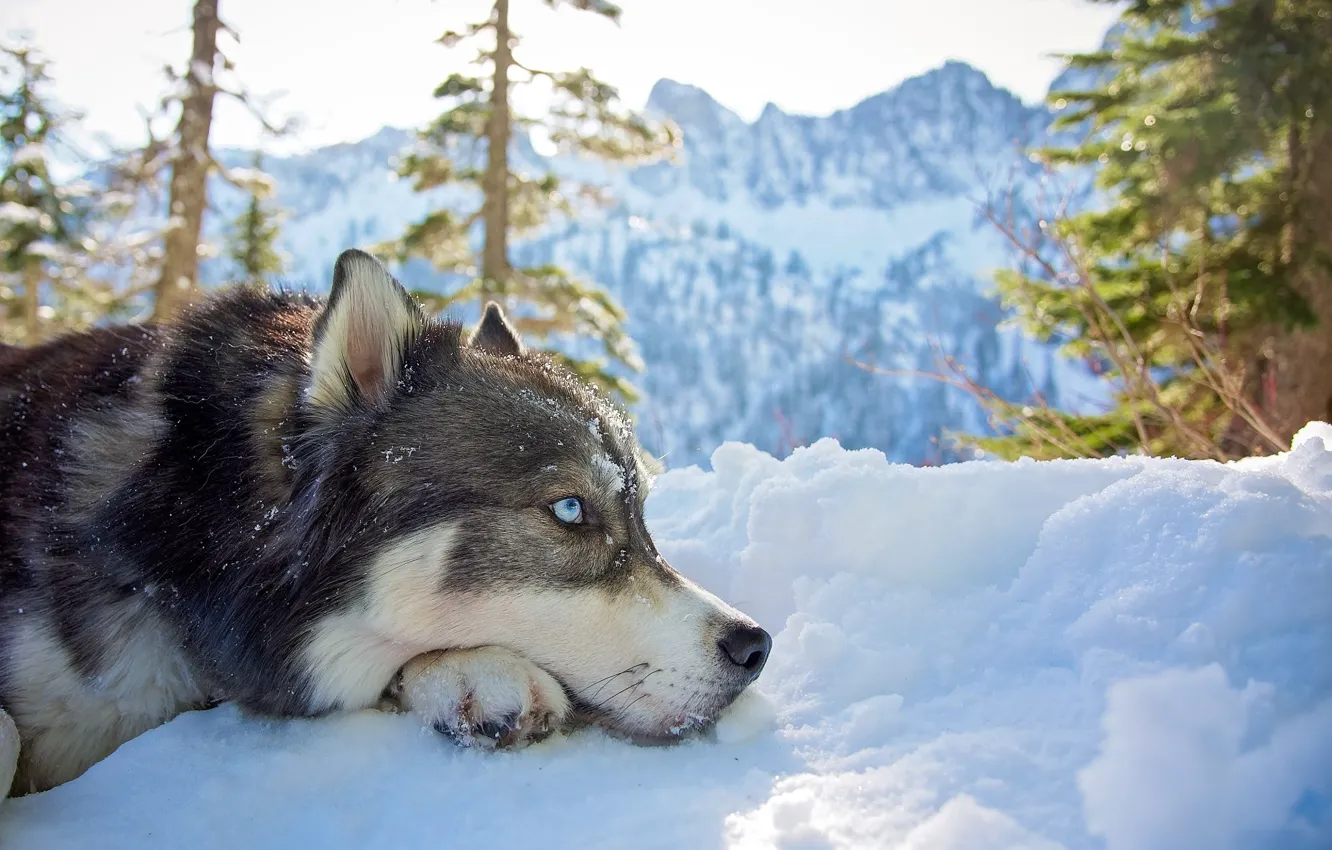Фото обои зима, взгляд, морда, снег, деревья, горы, природа, животное