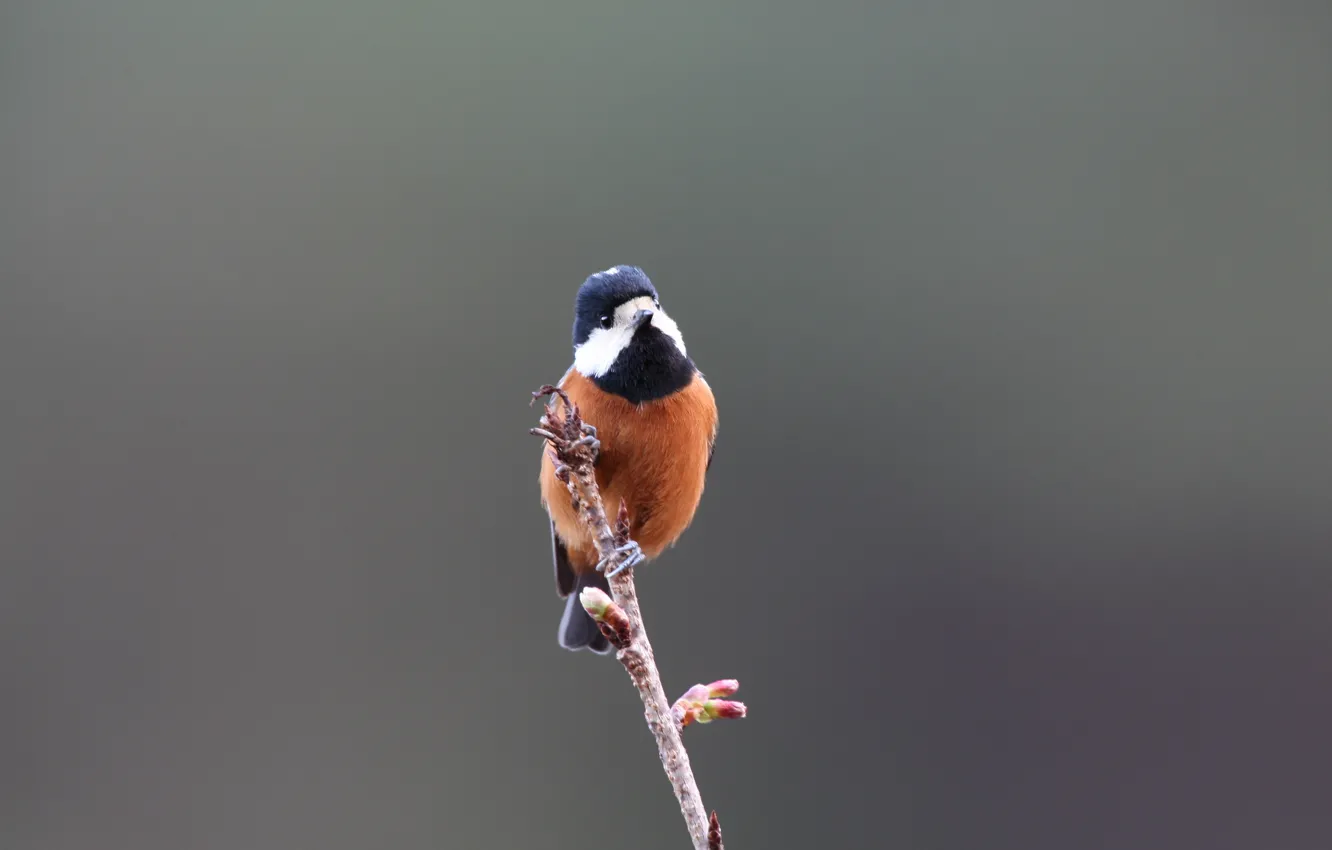 Фото обои Blue, Black, White, Bird, Brown, Beak, Eye, Branch