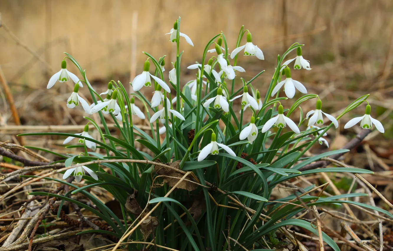 Фото обои flower, snowdrops, blooming