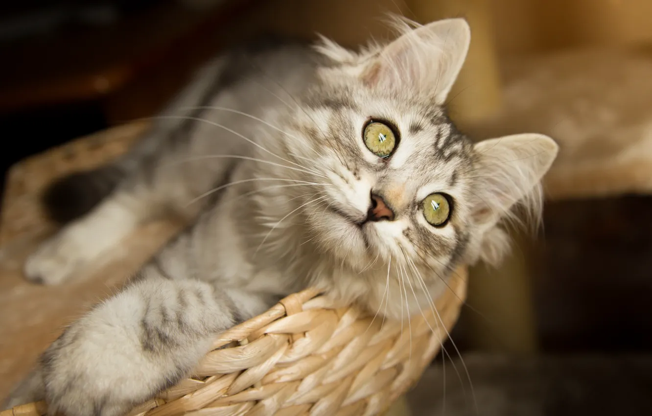 Фото обои кошка, кот, взгляд, мордочка, корзинка, котейка