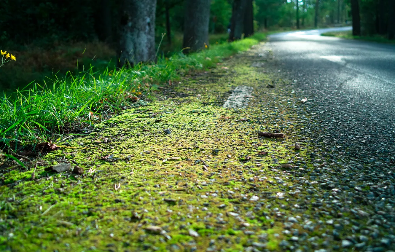 Фото обои дорога, лес, трава, мох, обочина
