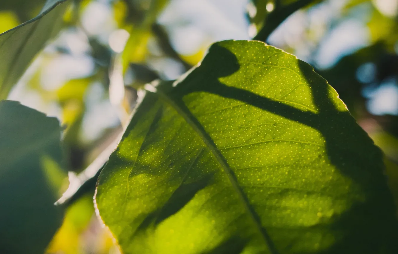 Фото обои листья, макро, лист, солнечный свет
