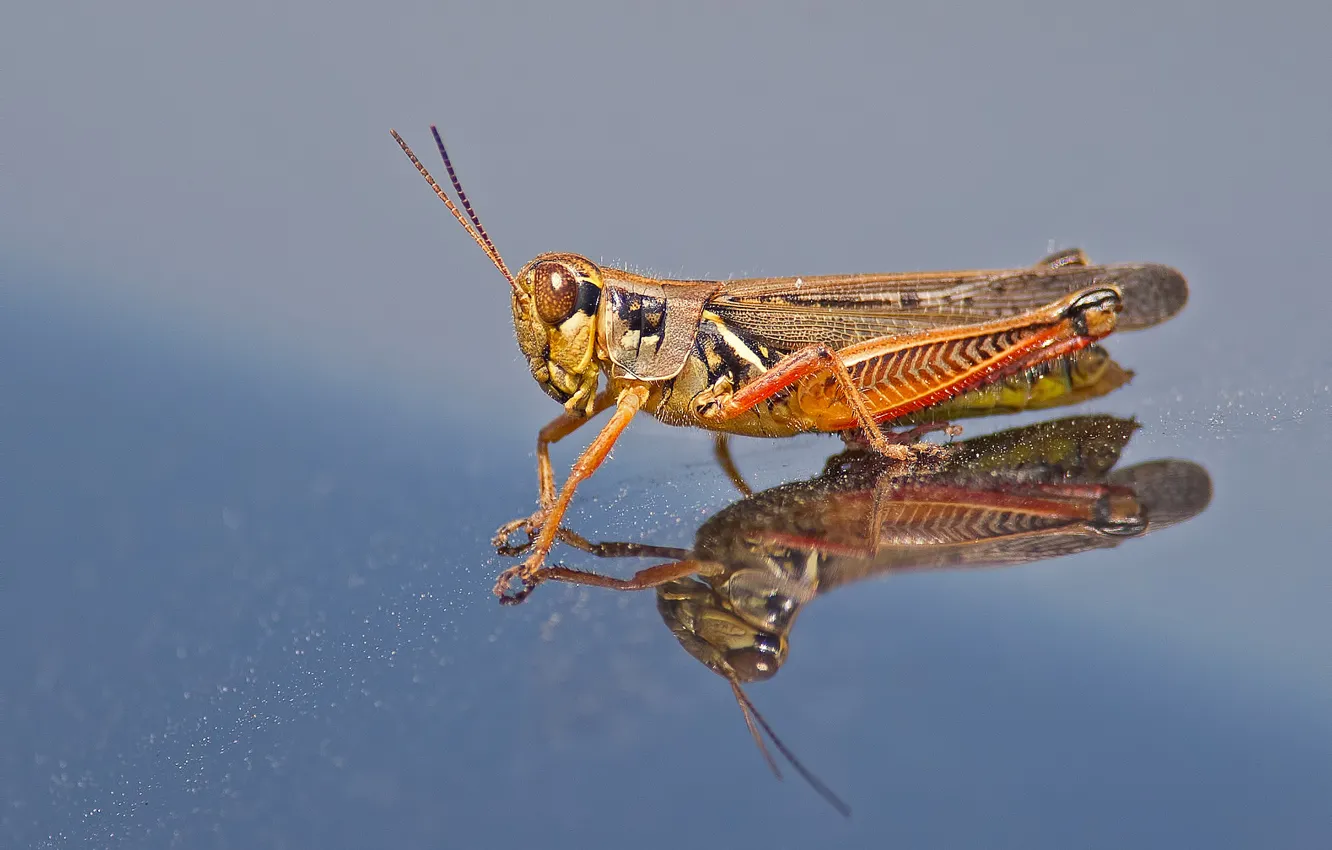 Фото обои отражение, крылья, голова, насекомое, кузнечик