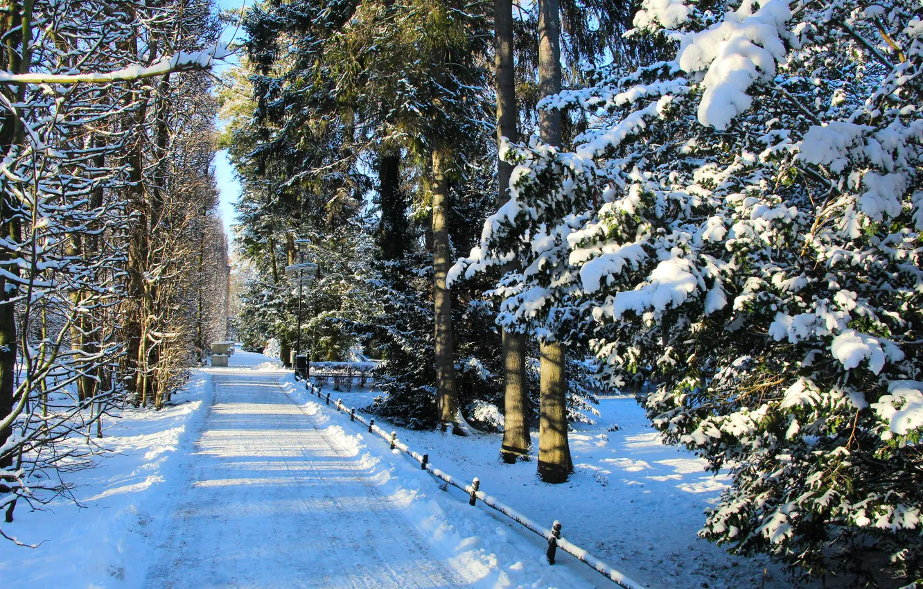 Фото обои park, winter, snow, alley