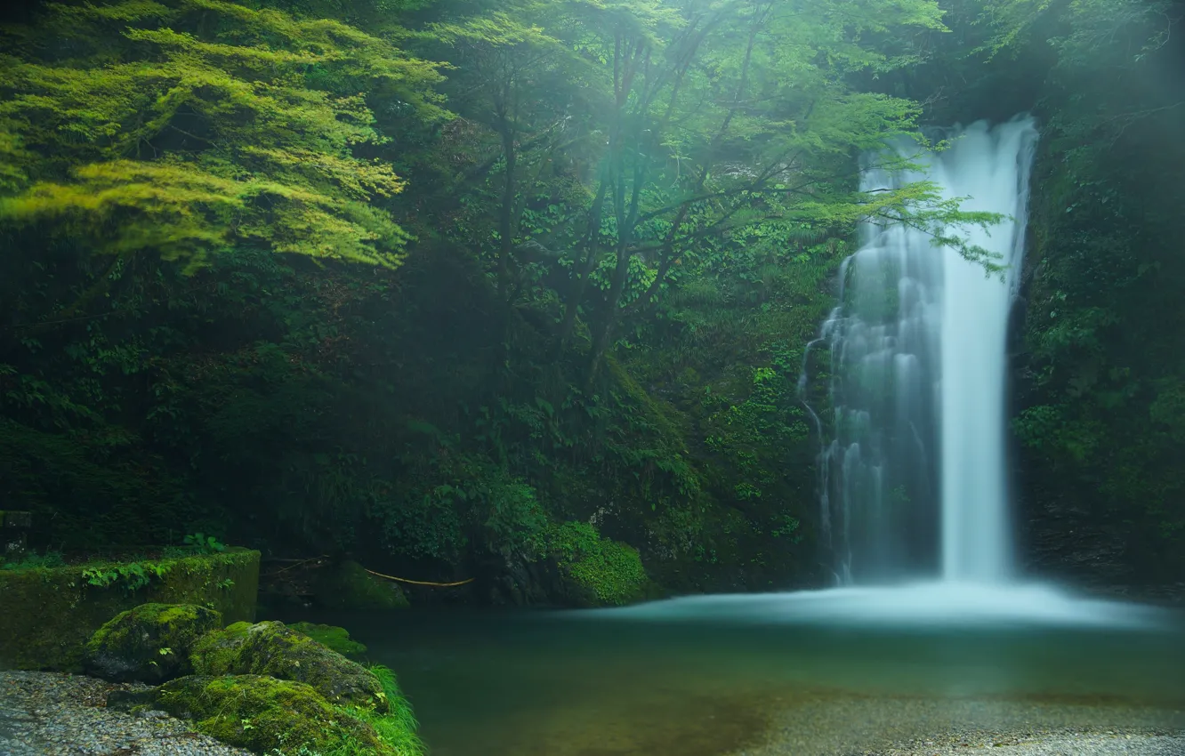 Фото обои лес, деревья, водопад, Япония, Japan, Fujinomiya, Фудзиномия, Shiraito Falls