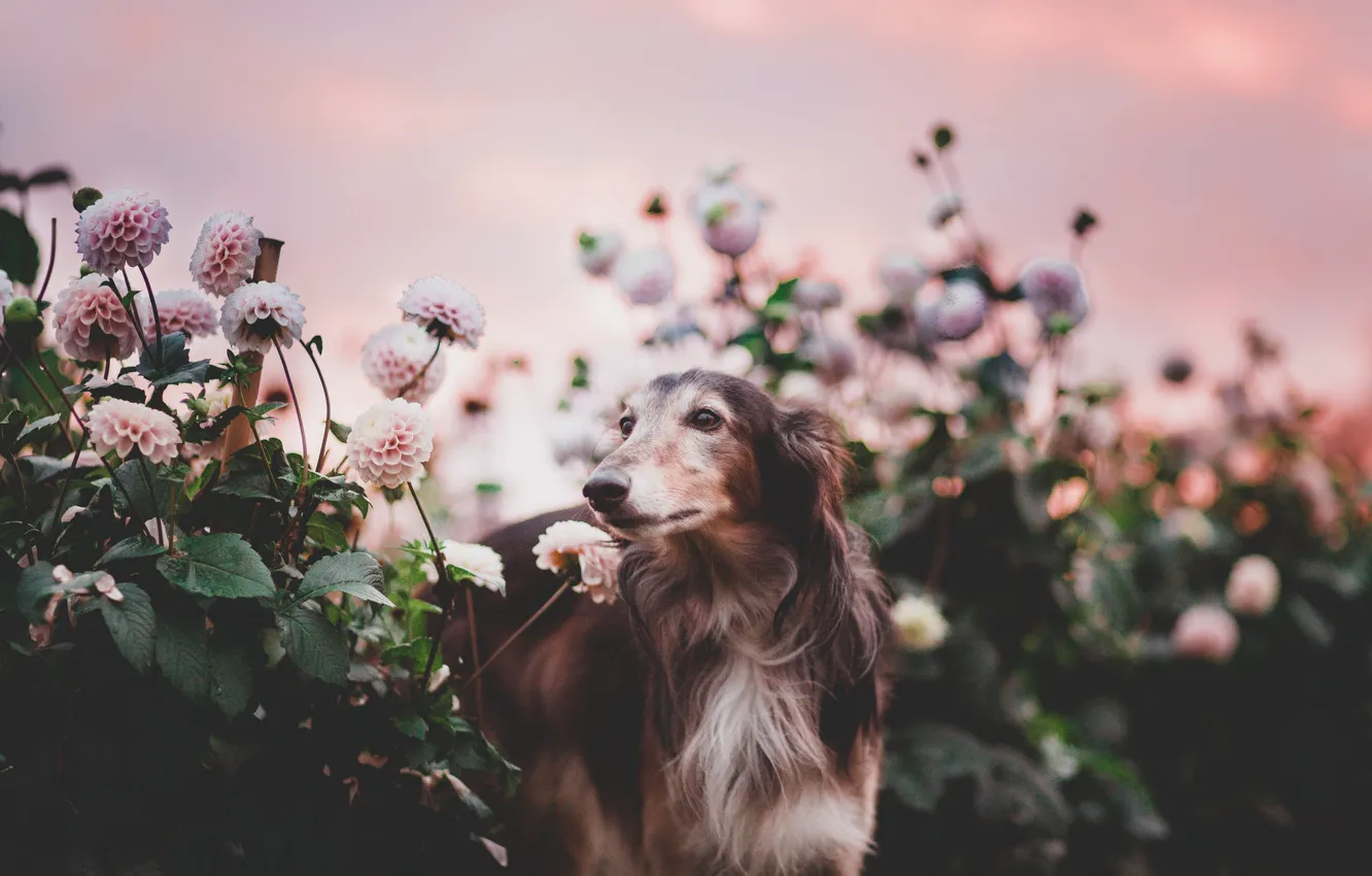 Фото обои цветы, природа, собака
