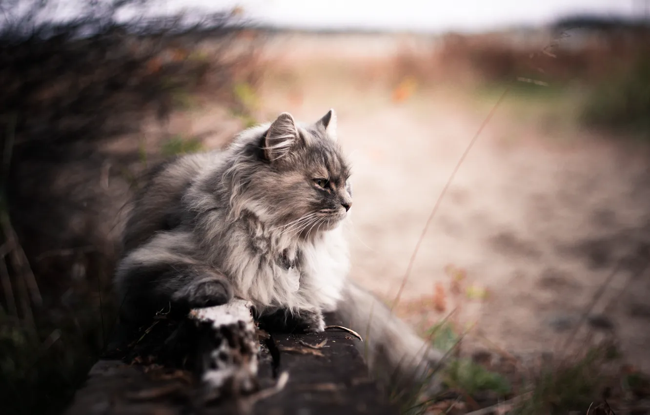 Фото обои Bokeh, Blur, Animals, Cats