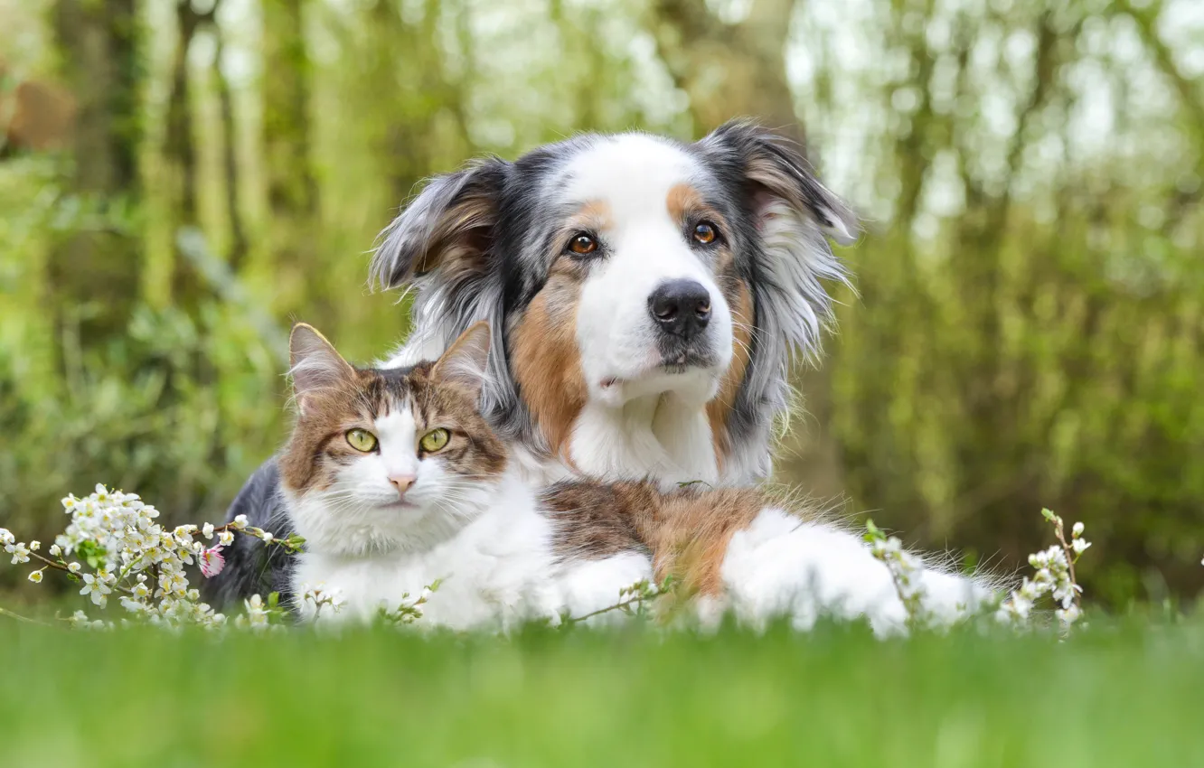 Фото обои кошка, собака, друзья, боке, Австралийская овчарка