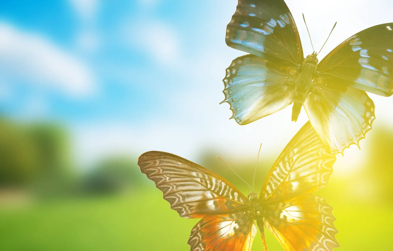 Фото обои бабочки, рендеринг, фон, background, rendering, butterflies