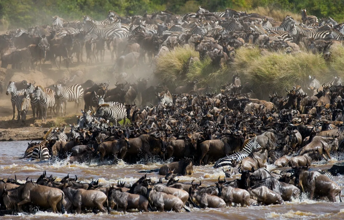 Фото обои животные, природа, река, саванна, африка, водопой, большая миграция