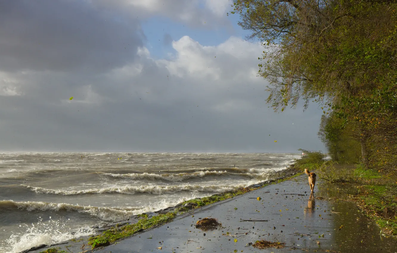Фото обои волны, шторм, ветер, берег, собака