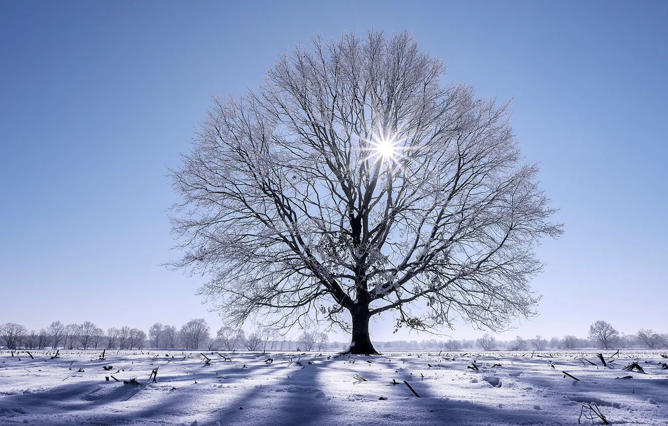 Фото обои зима, снег, дерево, Германия
