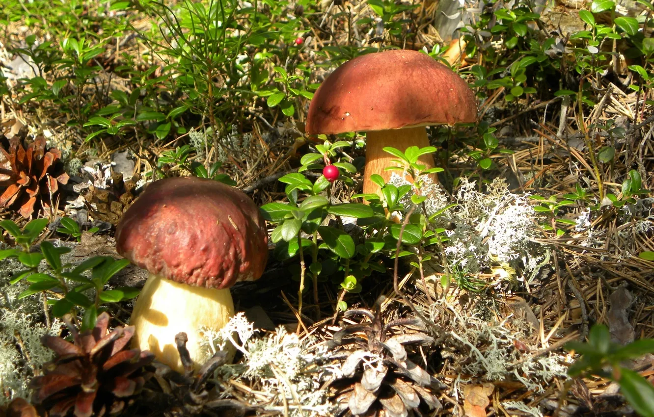 Фото обои грибы, шишки, белый гриб, брусника, боровик