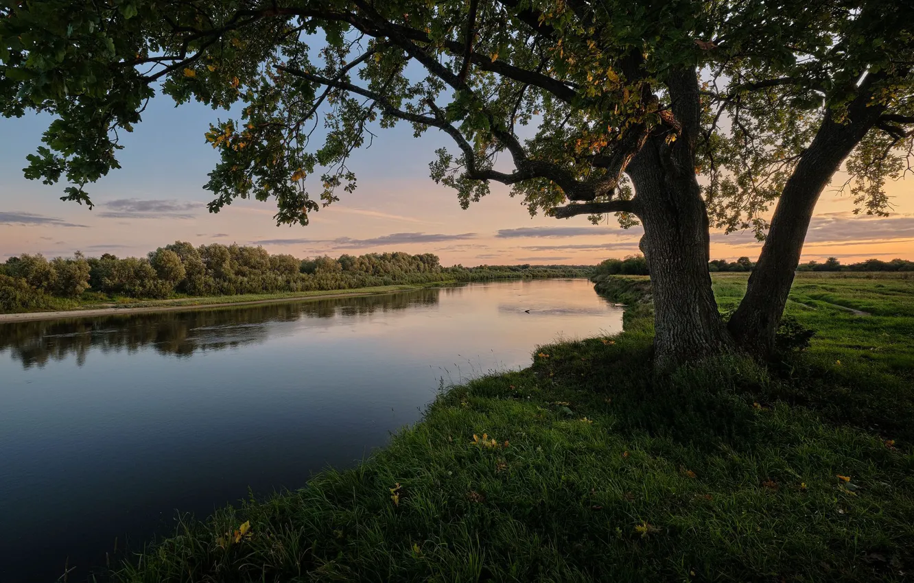 Фото обои пейзаж, природа, река, дерево, вечер, берега, Клязьма, Григорий Бельцев