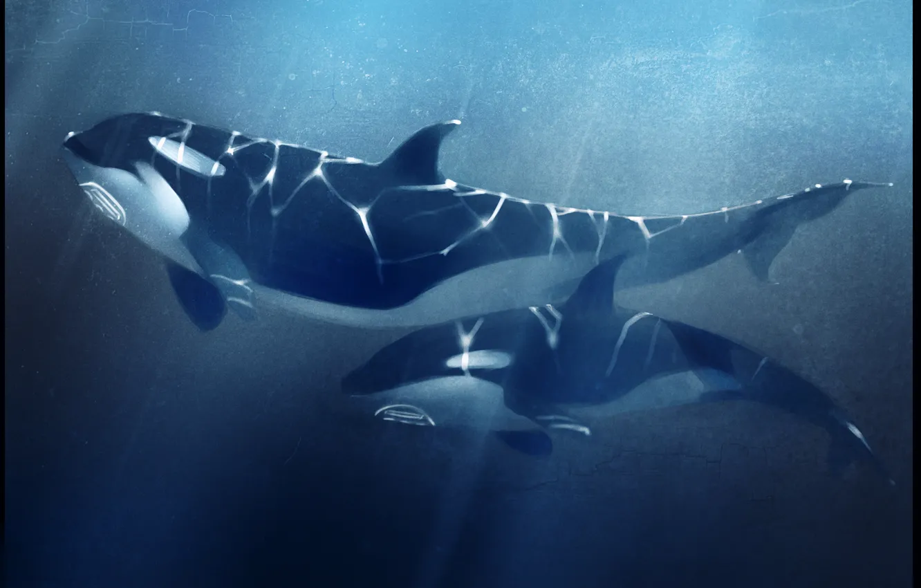 Фото обои море, глубина, касатка, orcas
