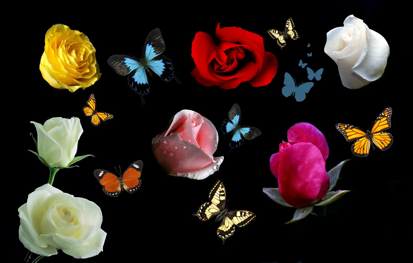 Фото обои бабочки, цветы, коллаж, розы