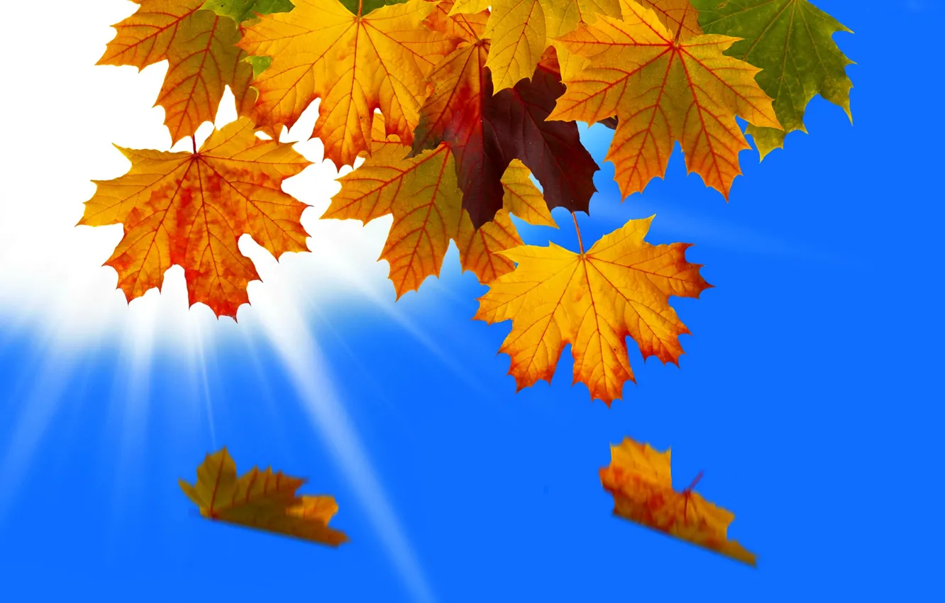 Фото обои осень, небо, листья, макро, лучи, природа, коллаж, всет