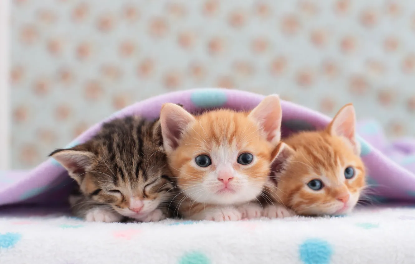 Фото обои котята, одеяло, трио, милые