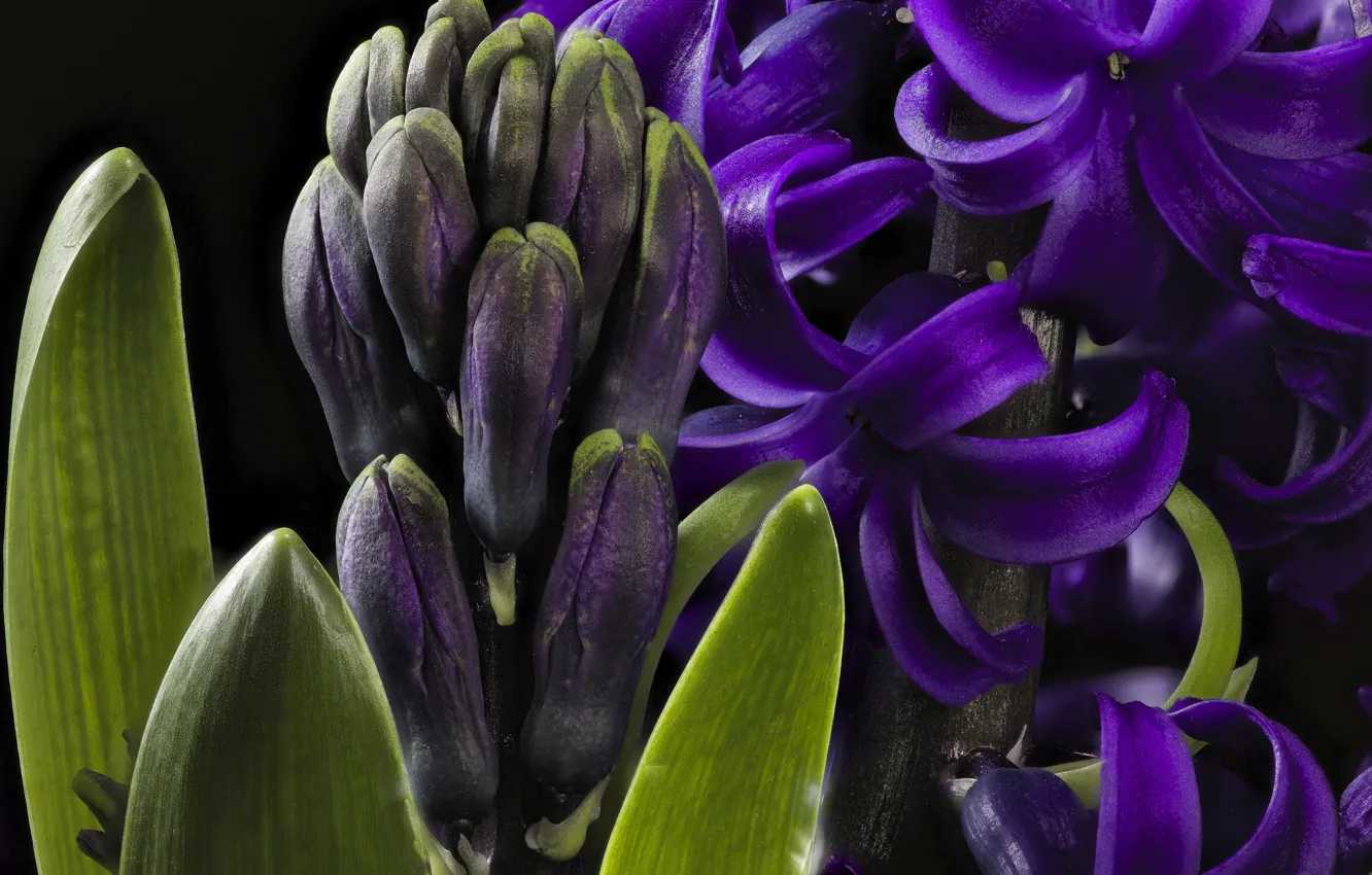 Фото обои фиолетовый, макро, гиацинт