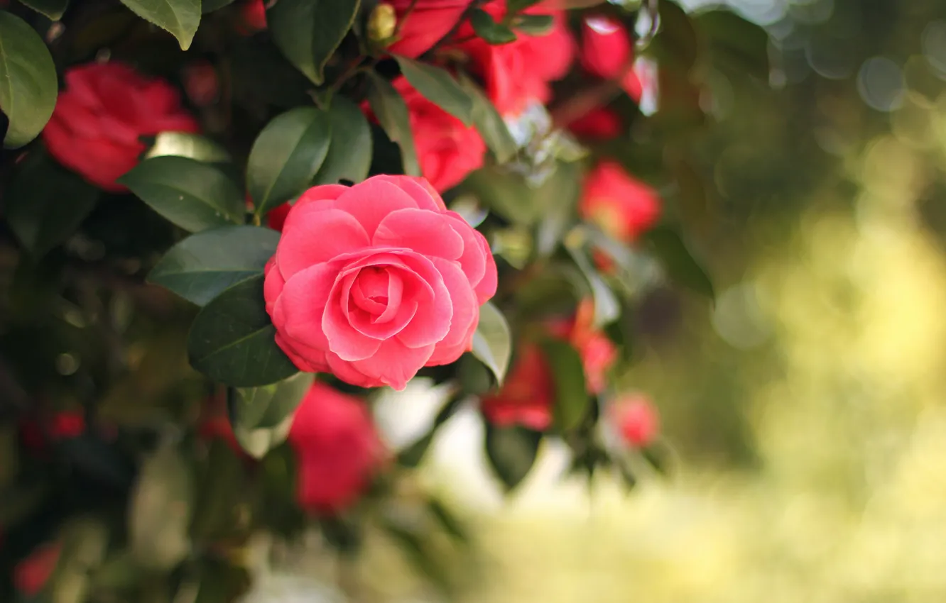 Фото обои флора, flora, красота природы, розовый цветок, pink flower, natural beauty, камелия японская, Andrey Grushnikov