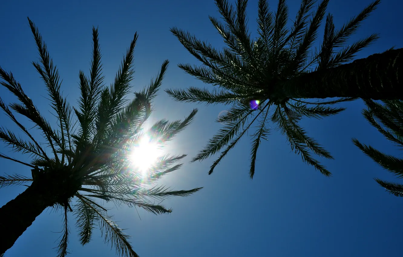 Фото обои небо, солнце, пальмы, отдых