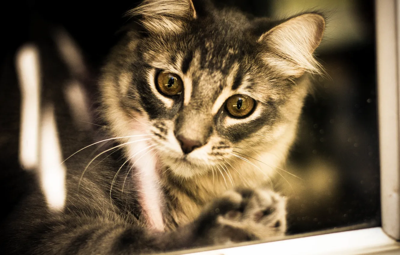 Фото обои глаза, взгляд, фон, сибирская кошка