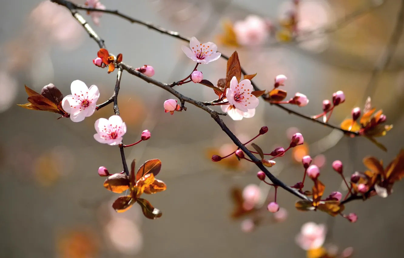 Фото обои листья, макро, цветы, ветки, природа, дерево, весна, сакура