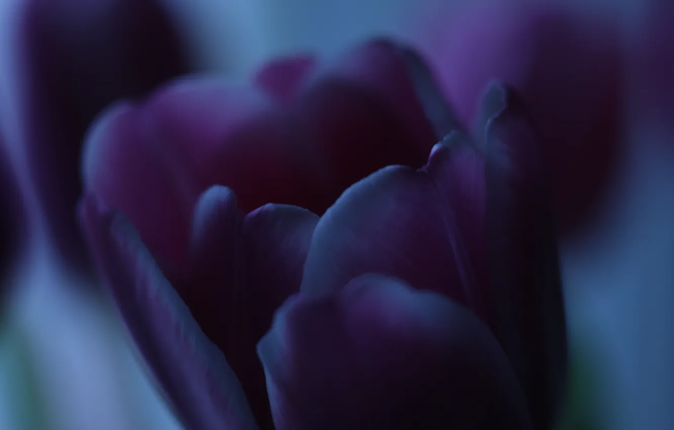 Фото обои dark, light, flowers, beauty, tulips