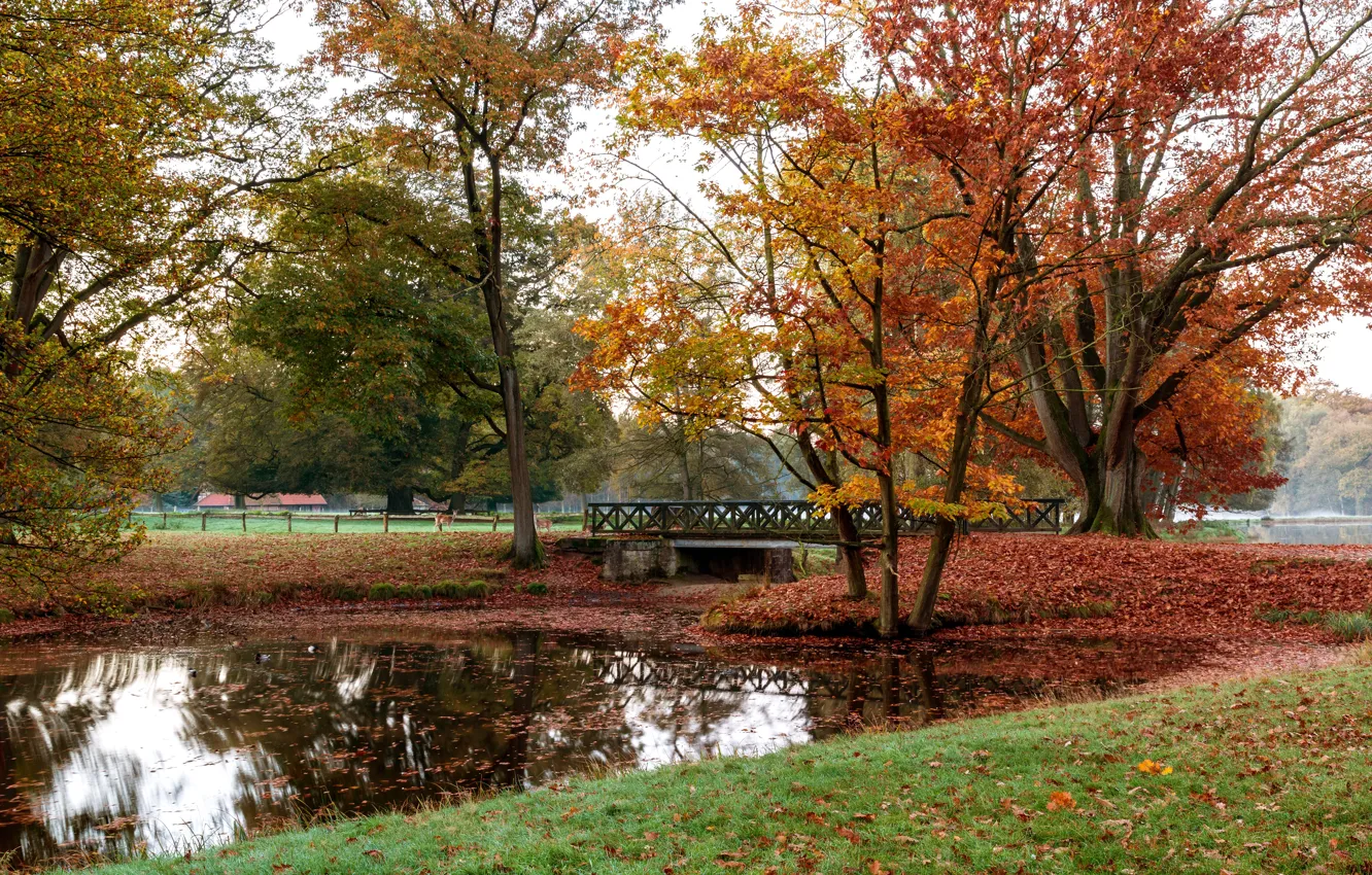 Фото обои осень, листья, деревья, мост, пруд, парк, Германия, олени