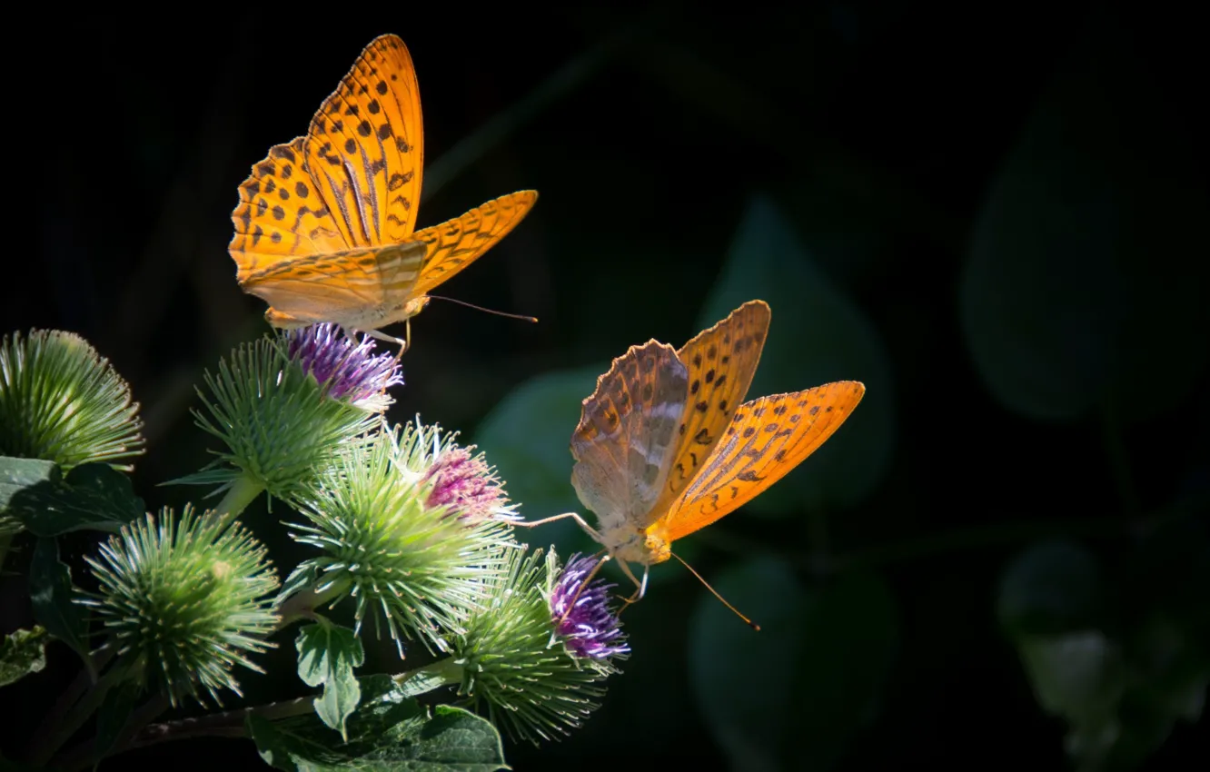 Фото обои бабочки, колючки, парочка