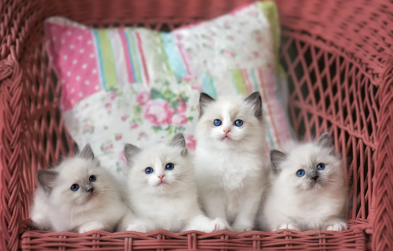 Фото обои кошки, кресло, котята, подушка, компания, милашки, голубоглазые, выводок