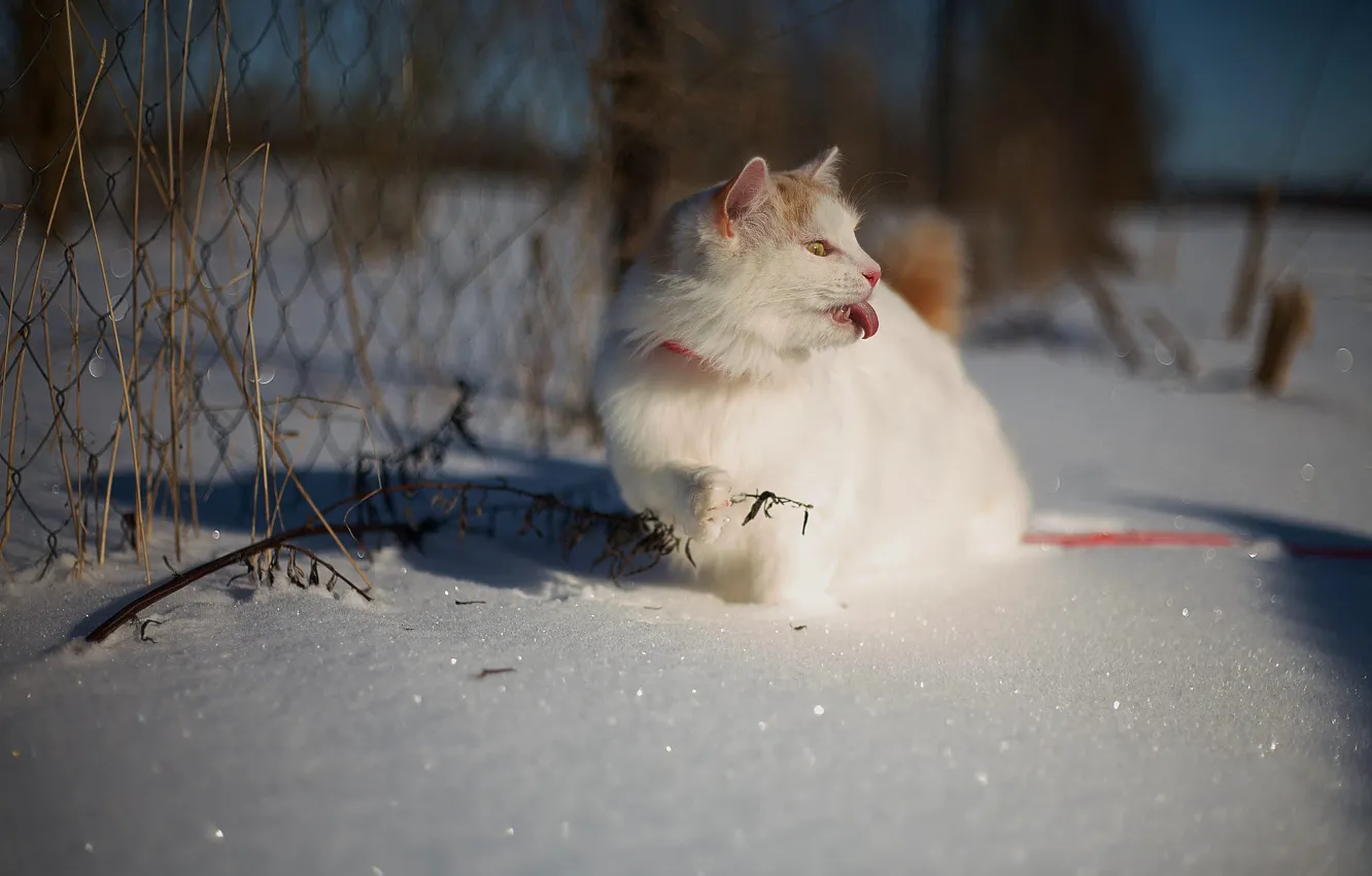 Фото обои зима, язык, кошка, белый, кот, взгляд, морда, свет