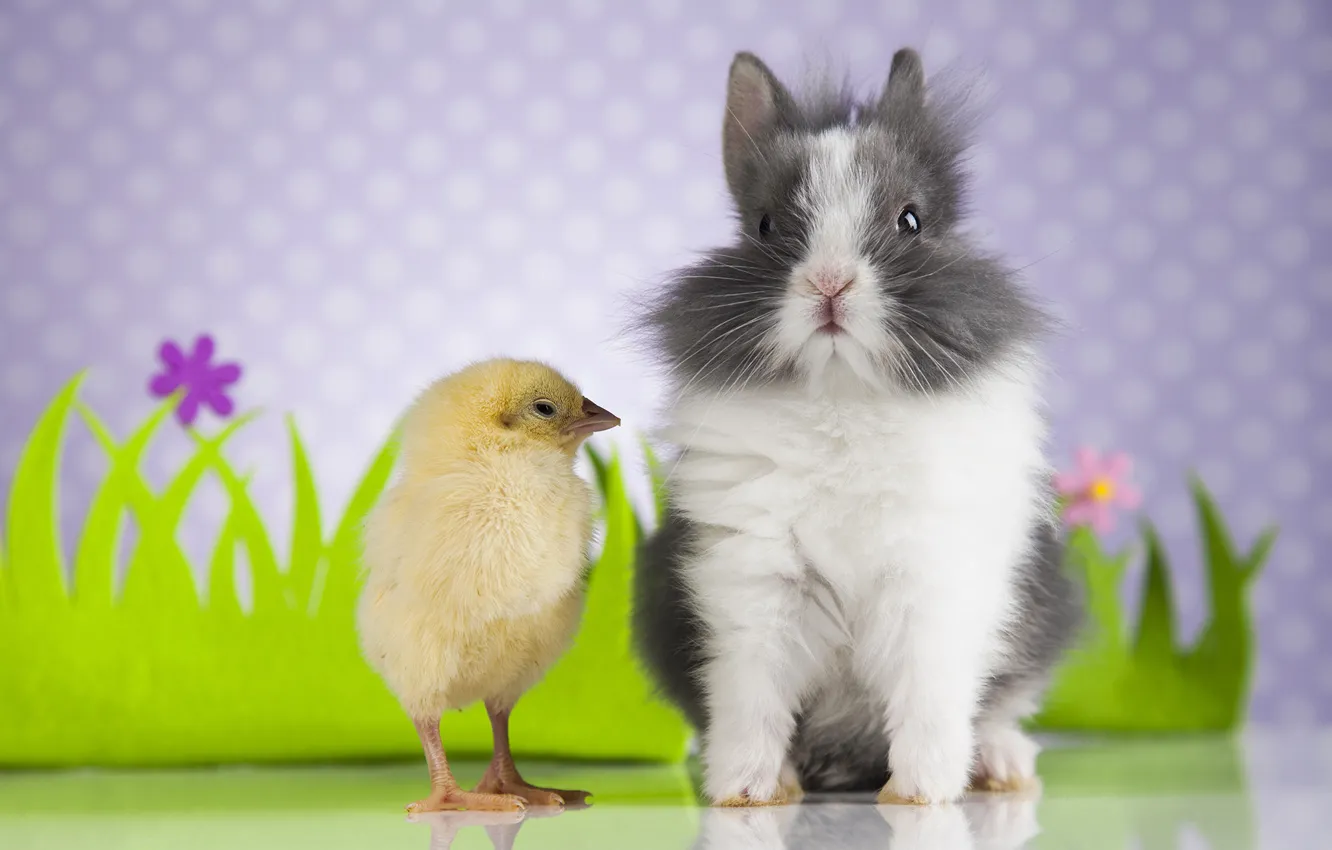 Фото обои пушистый, кролик, цыпленок
