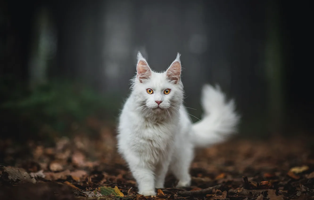 Фото обои осень, лес, кошка, белый, кот, взгляд, листья, природа