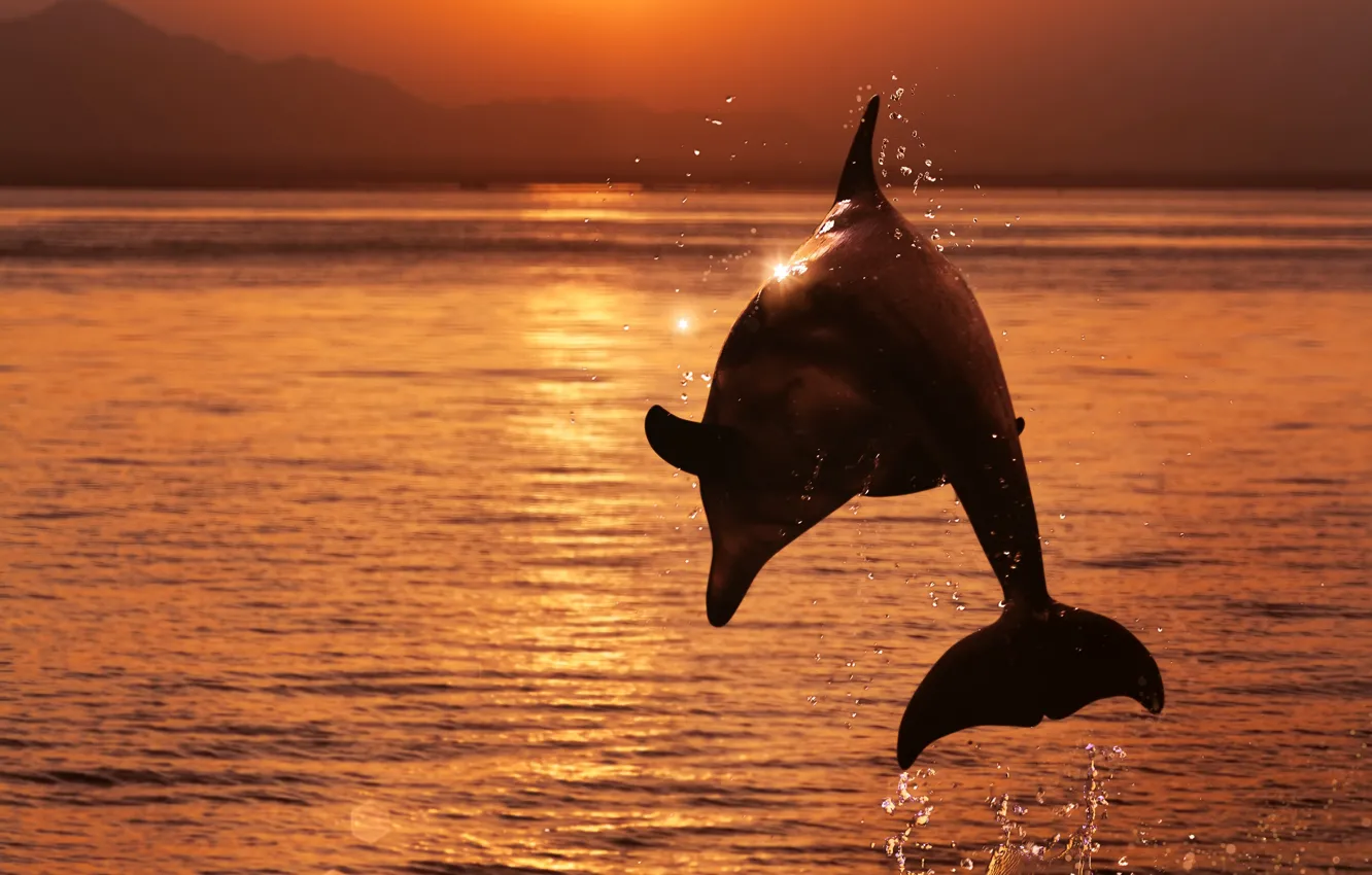 Фото обои море, небо, вода, солнце, брызги, дельфин, блики, прыжок