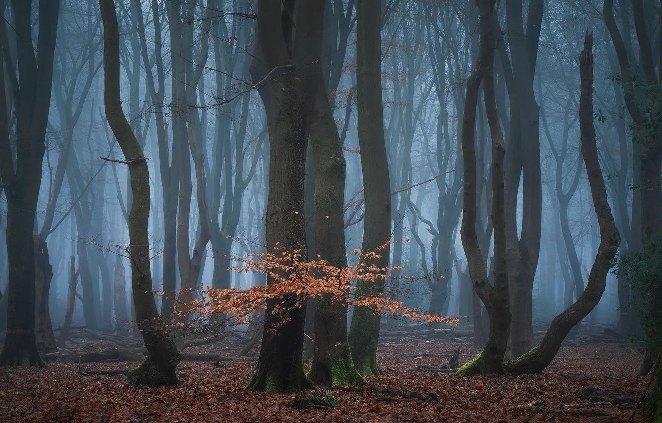 Фото обои лес, деревья, природа, туман, Нидерланды, Netherlands