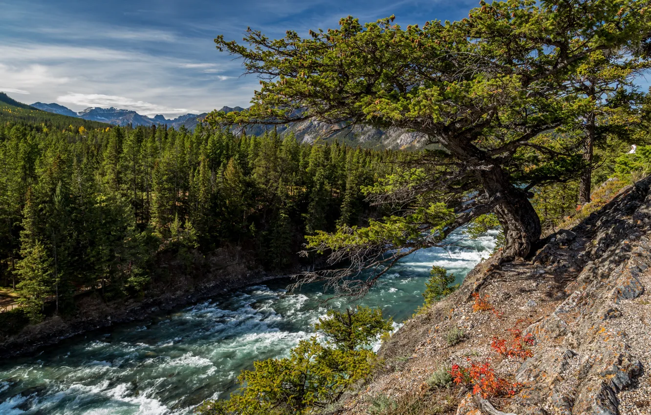 Фото обои лес, деревья, река, Канада, Альберта, Alberta, Canada, река Боу