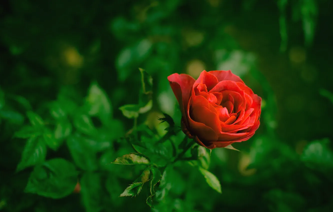 Фото обои красный, роза, бутон