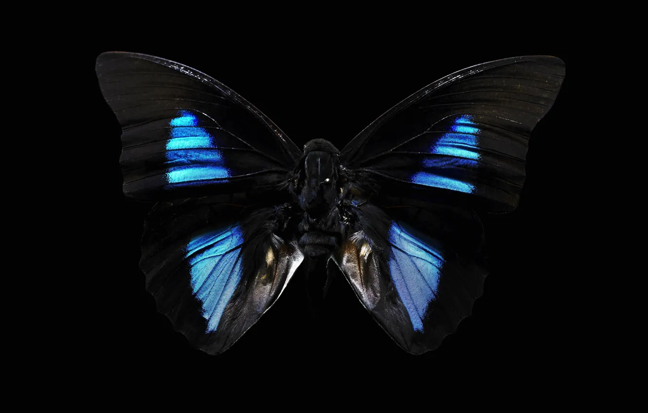 Фото обои фон, чёрный, бабочка, тёмная