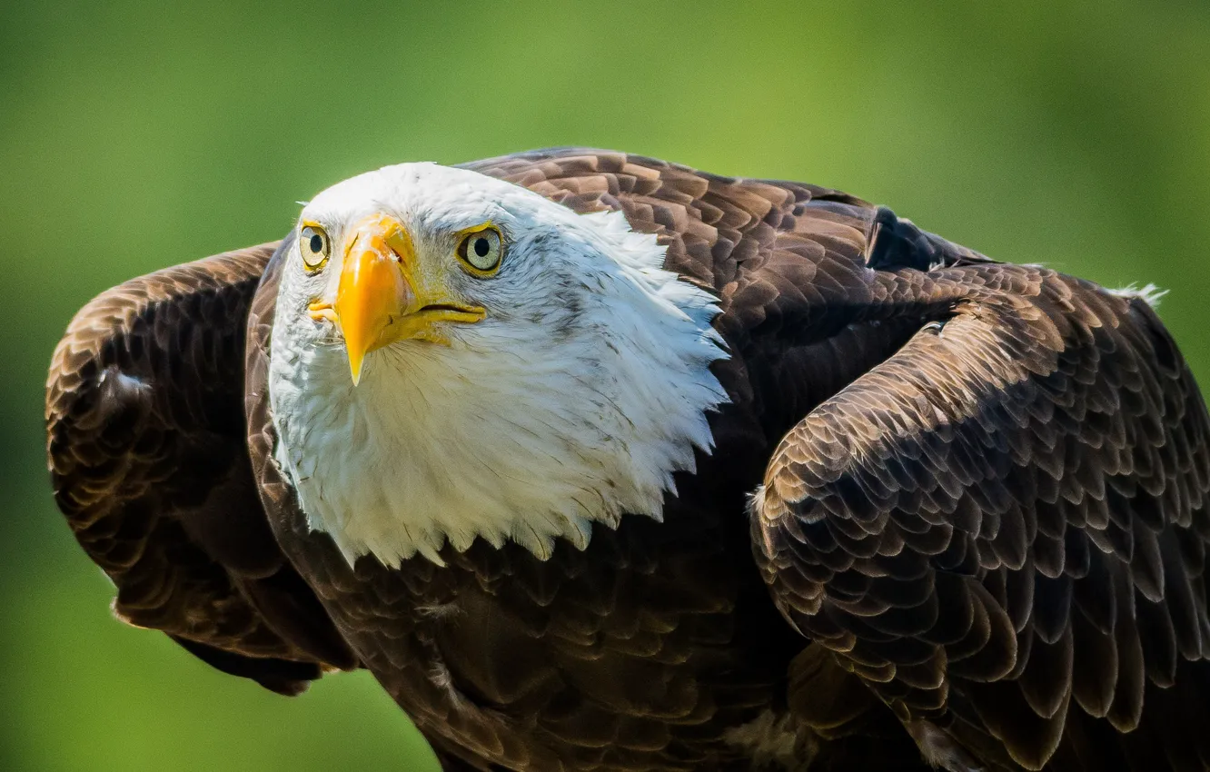 Фото обои взгляд, хищник, клюв, белоголовый орлан, bald eagle